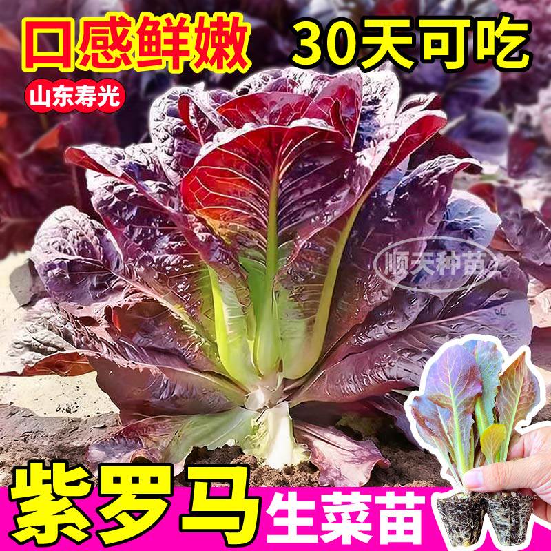 寿光紫罗马生菜苗秧咖啡香麦菜孔雀菜大速意大利生菜阳台庭院