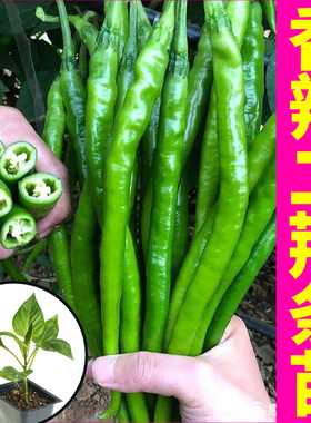 山东寿光香辣二荆条辣椒秧苗幼苗四季盆栽蔬菜苗青红线椒种子盆栽