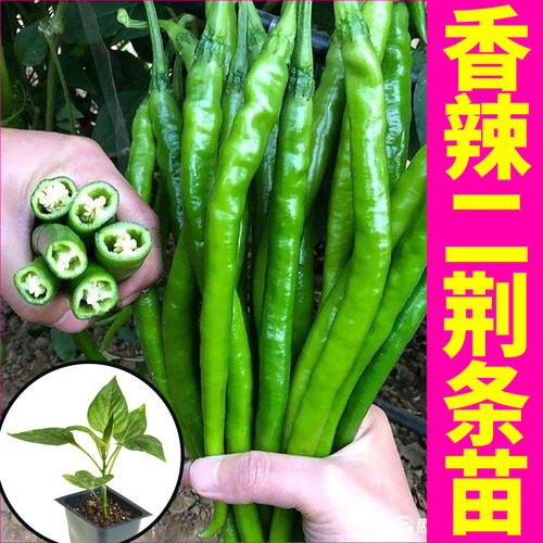 山东寿光香辣二荆条辣椒秧苗幼苗四季盆栽蔬菜苗青红线椒种子盆栽