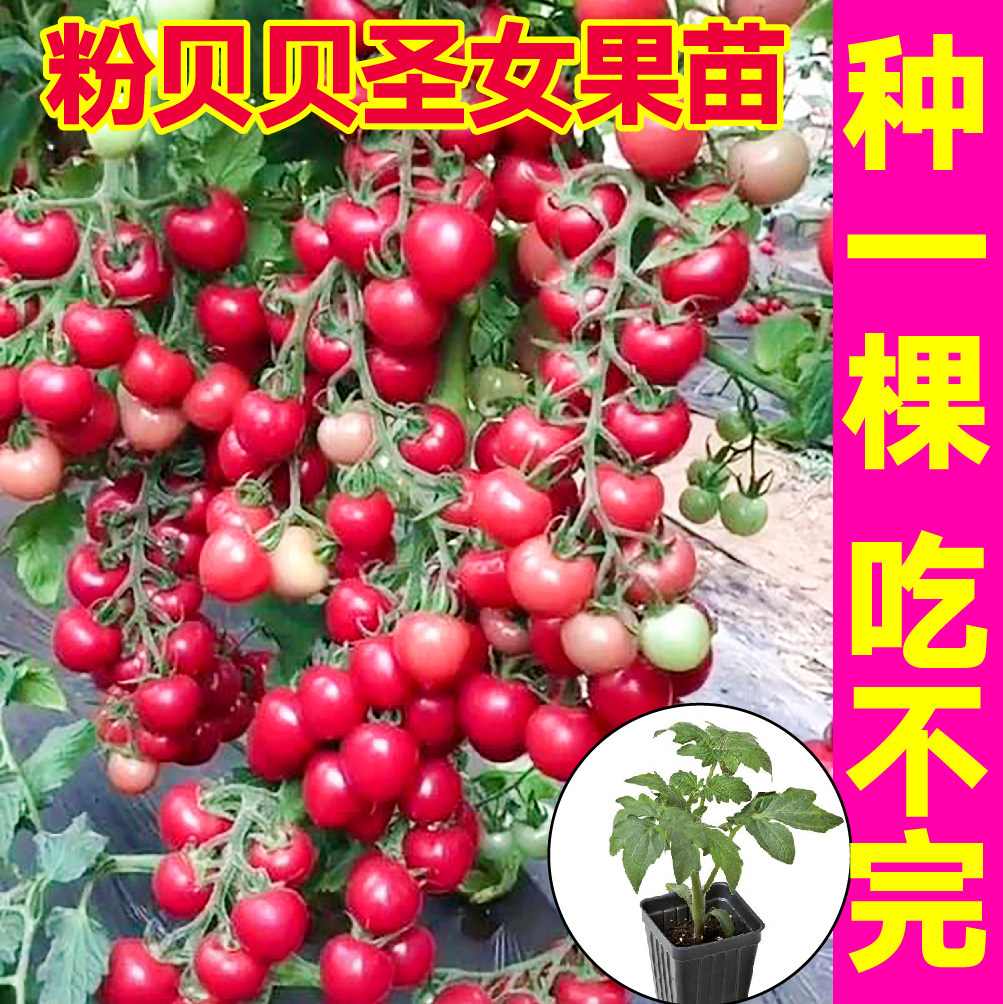 超甜粉贝贝圣女果苗秧苗串收高产樱桃小西红柿种子四季春秋蔬菜苗