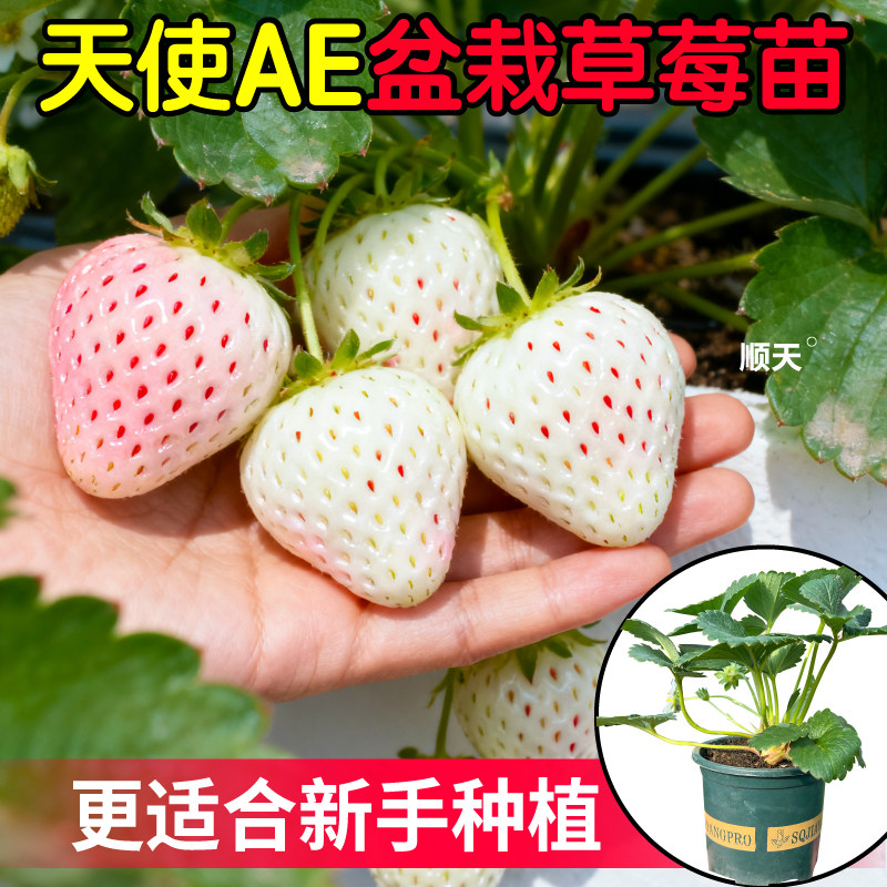 原土原盆天使草莓加仑盆栽苗带土奶油香野红颜草莓苗阳台盆栽小院