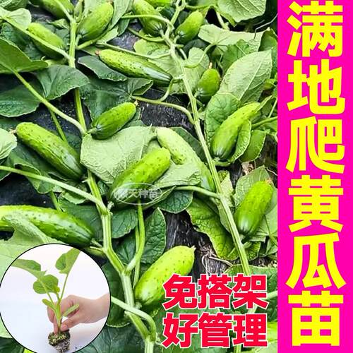 山东寿光满地爬黄瓜秧苗一年四季常青冻不死免搭架水果黄瓜种子籽