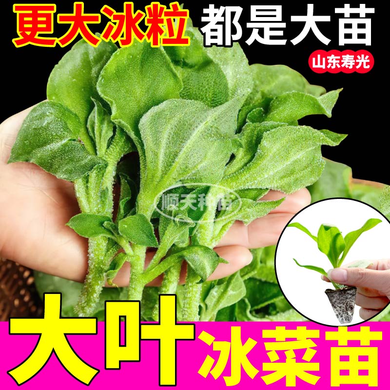 寿光冰菜苗秧四季水晶冰菜苗带土球正宗大叶冰菜冰草种子高产盆栽