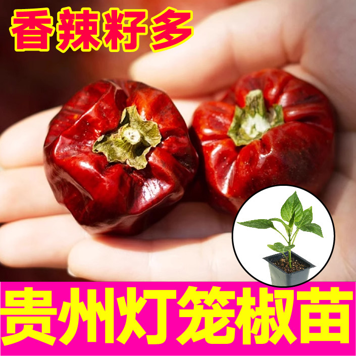 正宗贵州灯笼椒秧苗微辣特香辣椒种子高产四季盆栽朝天椒美人椒