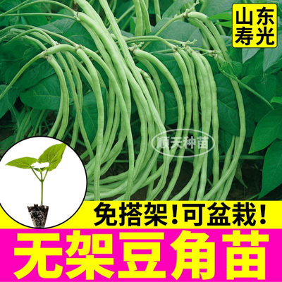 无架豆角苗秧红绿豇豆种子籽四季豆免搭架可阳台盆栽高产无限结荚