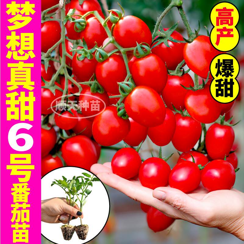 山东寿光梦想真甜6号圣女果苗秧红黄白小樱桃番茄种子四季高产盆