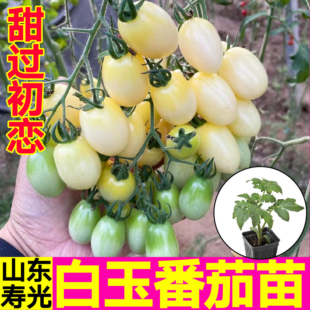 白玉番茄苗秧苗初恋白千禧圣女果种子白妃樱桃西红柿四季盆栽寿光