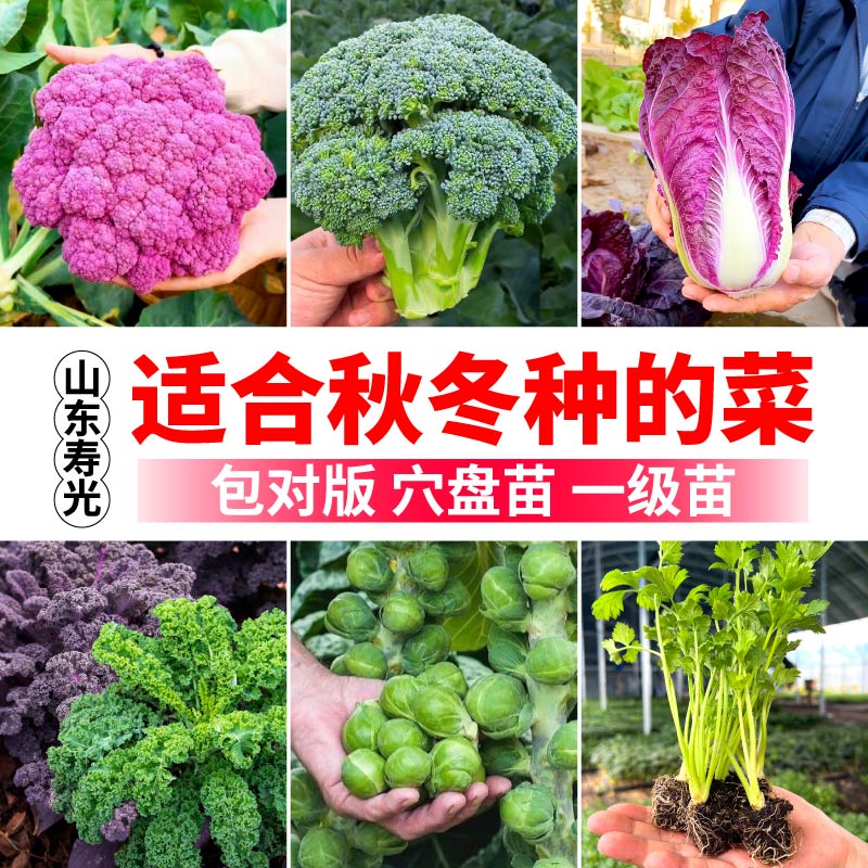 适合秋冬种的菜苗秧南北方种植阳台盆栽小院松花菜白菜芹菜苗秧苗
