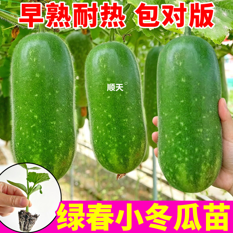 寿光直发绿春小冬瓜苗秧早熟耐热四季肉厚黑皮大冬瓜种子蔬菜苗