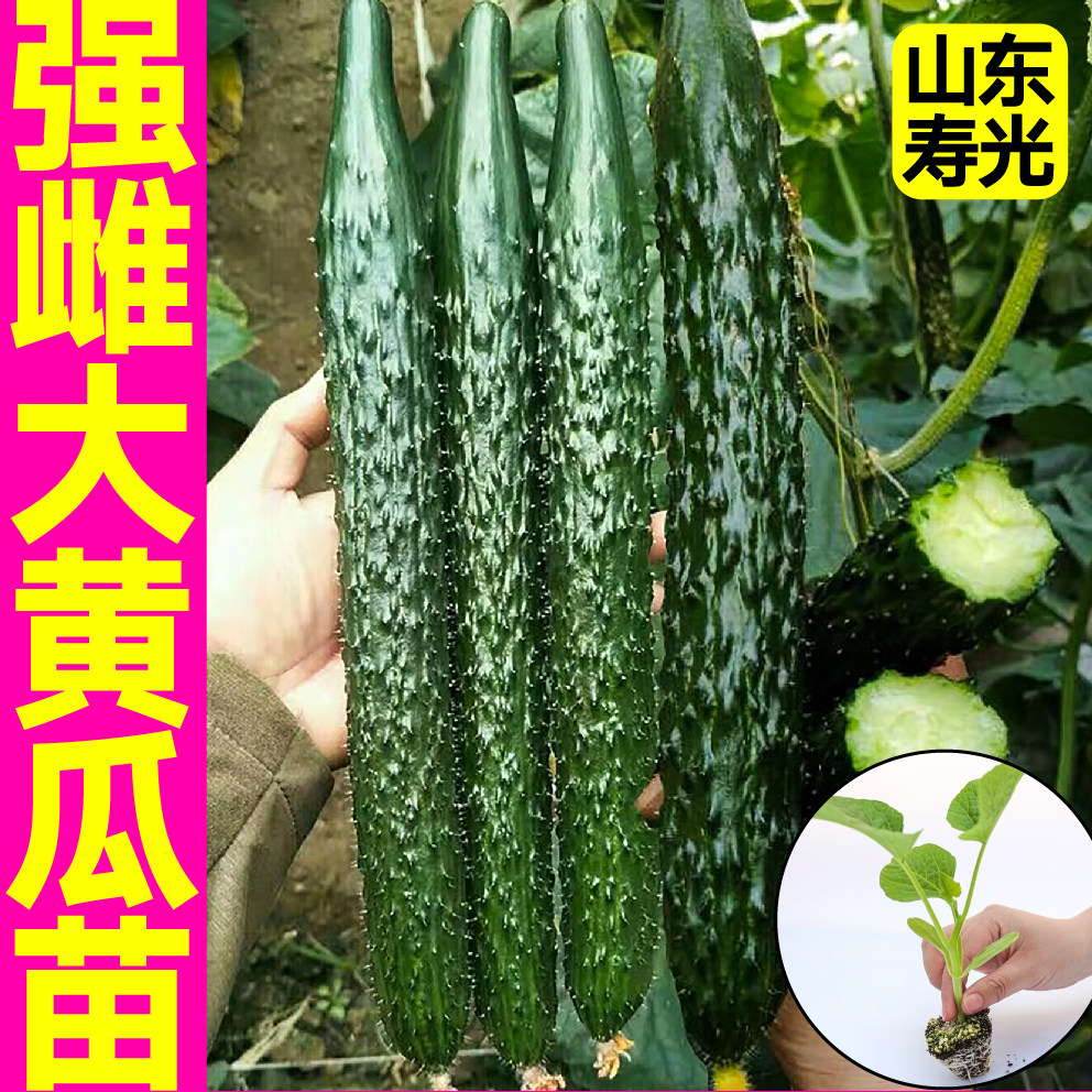 强磁油亮大黄瓜秧苗幼苗脆嫩密刺大黄瓜种子节节有瓜水果黄瓜寿光