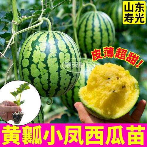 黄瓤小凤西瓜苗秧超甜薄皮特小凤西瓜种子盆栽阳台麒麟早春红玉