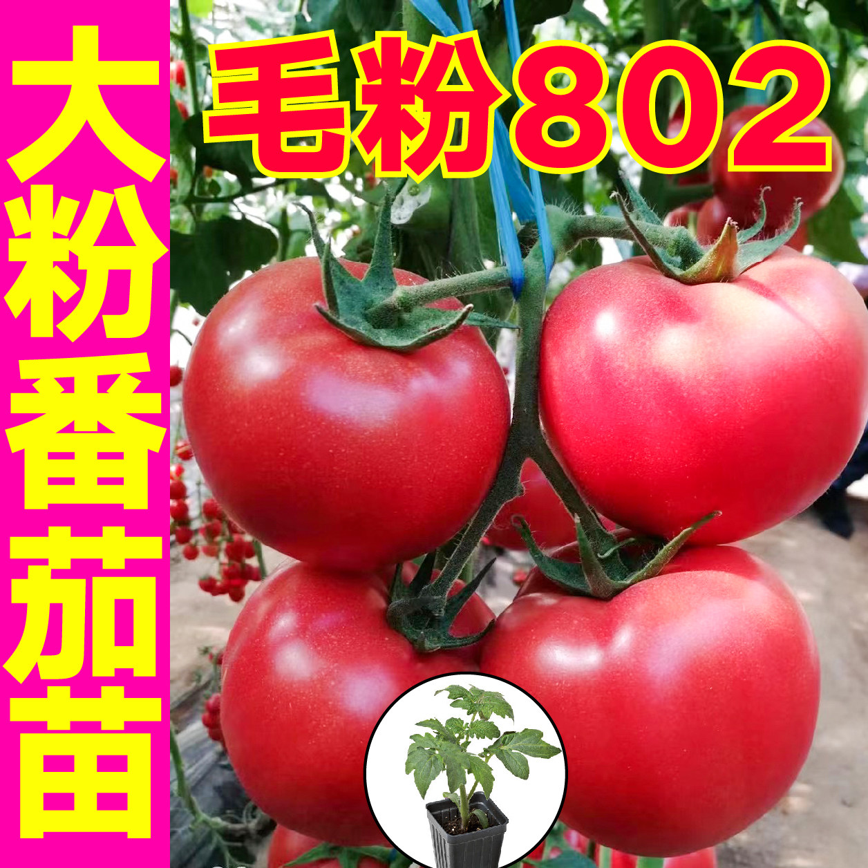 老品种沙瓤大粉802番茄苗秧苗四季盆栽爆甜西红柿毛粉种子高产籽
