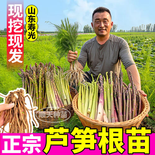 绿芦笋根苗多年生长阳台高产蔬菜四季种植芦笋苗带芽盆栽现挖现发