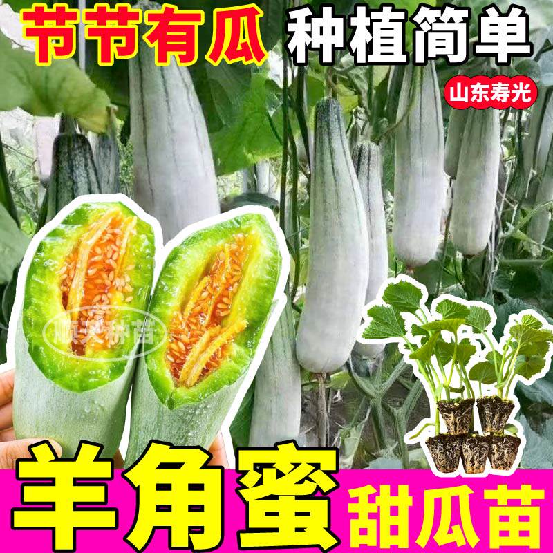 甜脆大果羊角蜜苗秧带土球绿宝石博洋九甜瓜种子春秋四季盆栽寿光