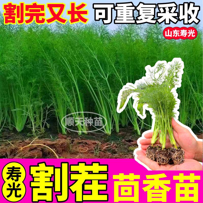 四季割茬茴香苗秧苗耐寒大茴香味浓老品种结球球茎茴香种子阳台