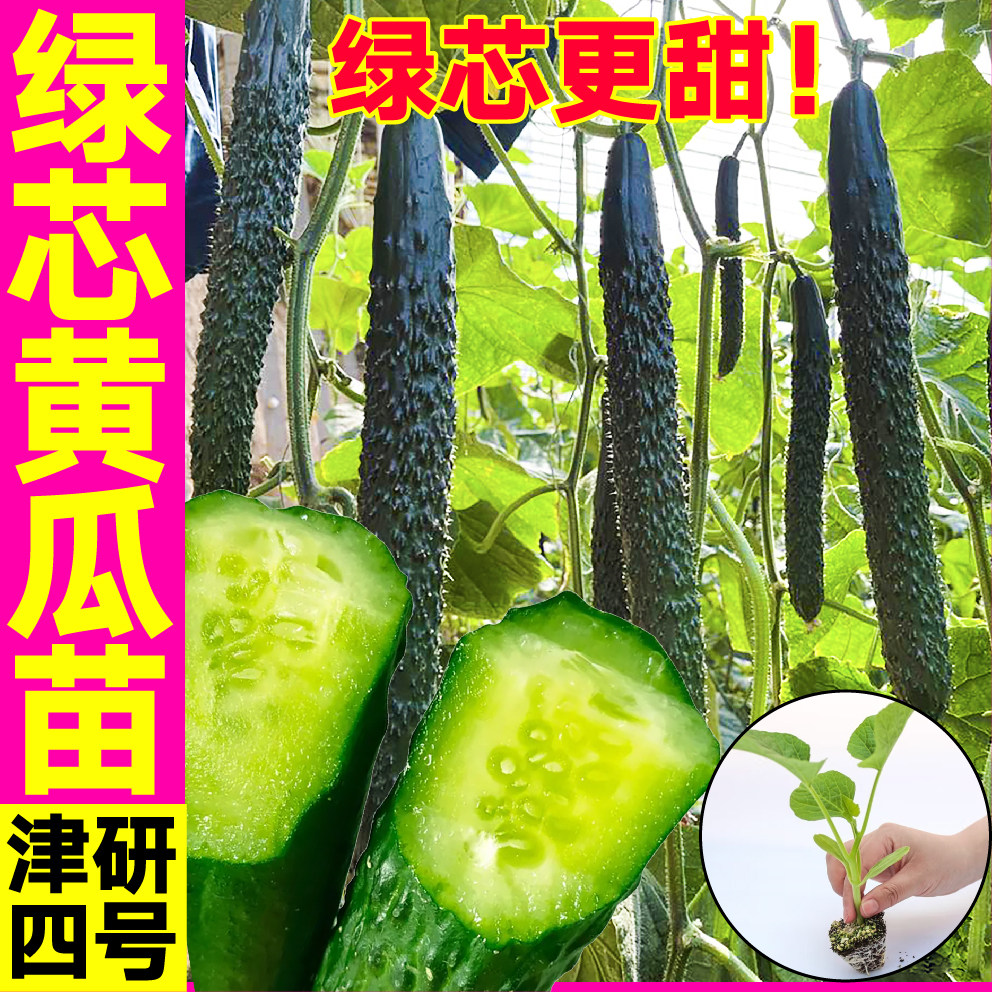 津妍四号绿芯黄瓜秧苗绿芯更甜高产强雌大黄瓜水果黄瓜种子蔬菜苗
