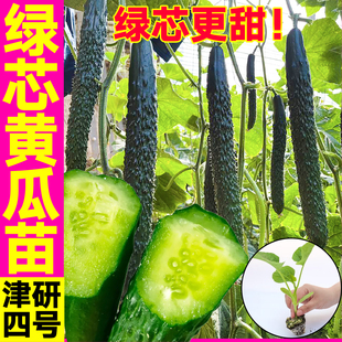 津妍四号绿芯黄瓜秧苗绿芯更甜高产强雌大黄瓜水果黄瓜种子蔬菜苗