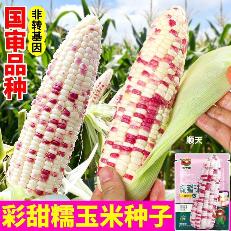 正宗彩甜糯玉米种子高产花糯玉米种子早熟一代杂交非转基因