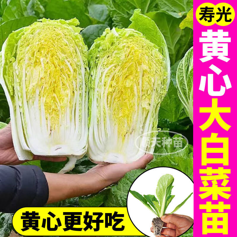 山东寿光黄心白菜秧苗抗病高产娃娃菜大白菜种子庭院大田包心快速,鲜花速递/花卉仿真/绿植园艺,种苗/半成品盆栽,淘宝优惠券,粉丝福利购,淘宝优惠卷