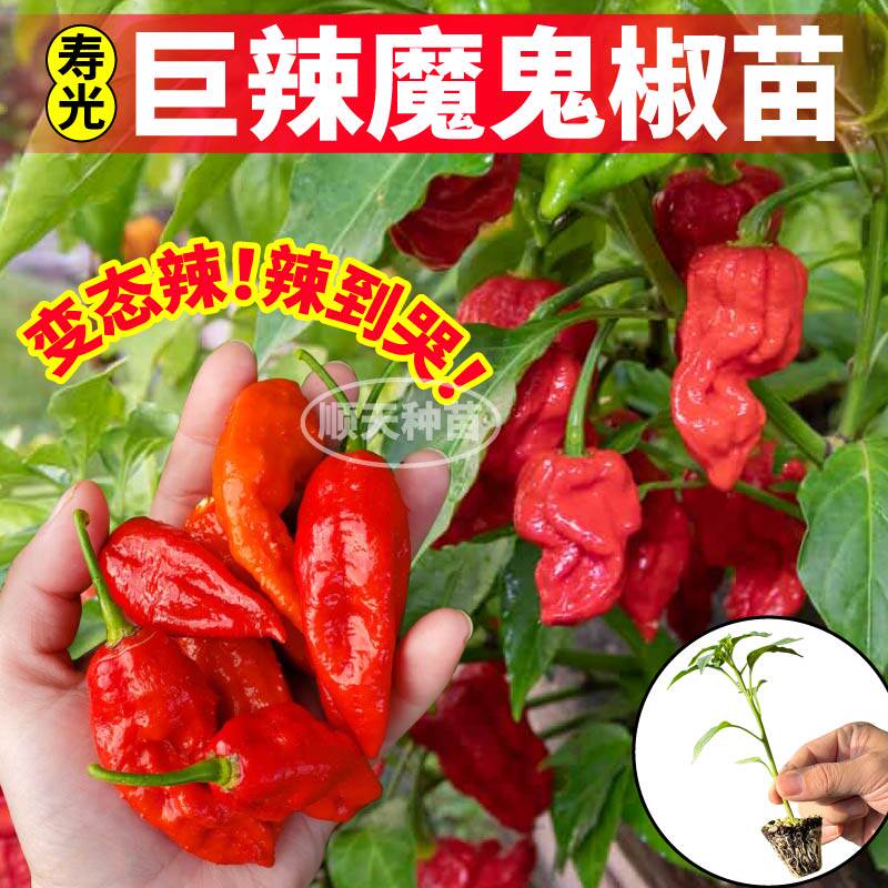 断魂椒印度特辣巨辣魔鬼椒苗秧带土发货四季阳台盆栽红黄辣椒种子