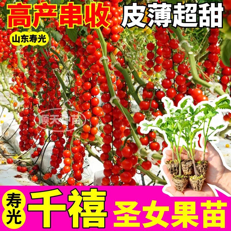 寿光红千禧圣女果苗秧苗高产串收樱桃小番茄种子阳台盆栽金玲珑