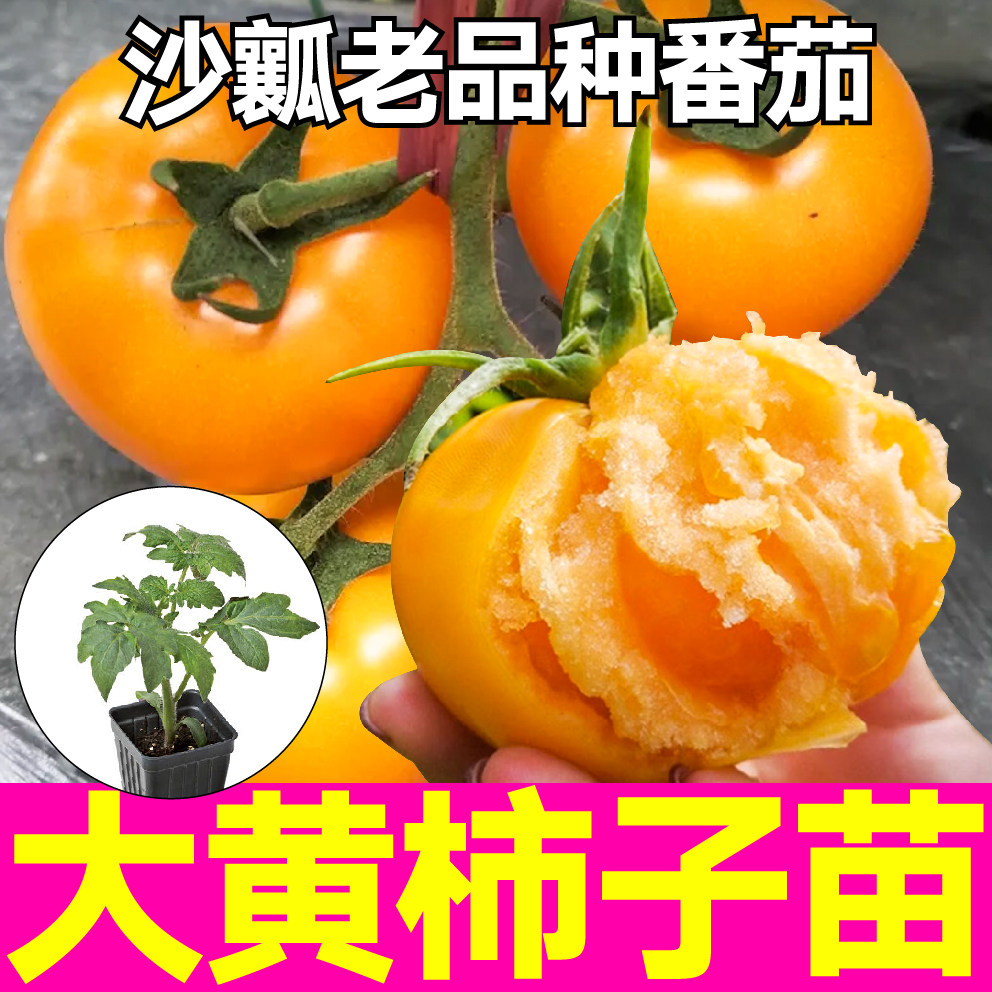 山东寿光高产大黄柿子秧苗沙瓤老品种番茄种子毛粉西红柿高产大田