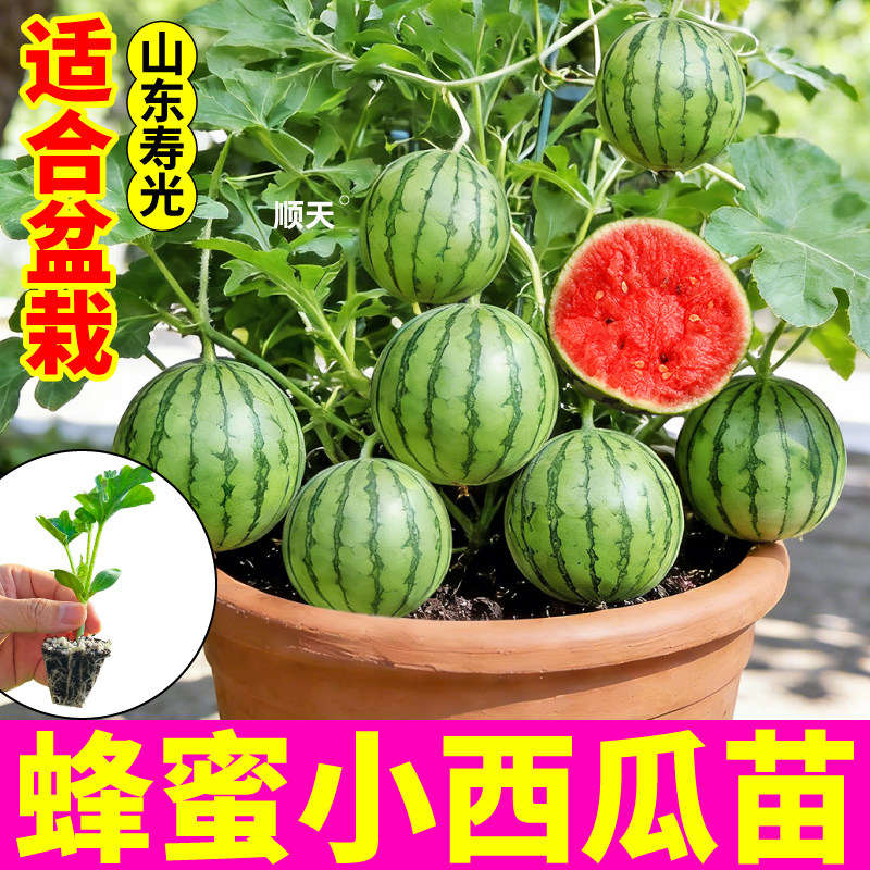 正宗蜂蜜小西瓜盆栽西瓜苗秧早春红玉冰糖麒麟西瓜四季阳台院种植