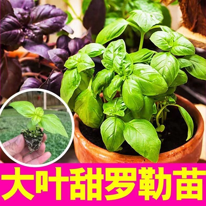 九层塔大叶甜罗勒秧苗观赏食用绿紫罗勒种子四季春秋高产阳台盆栽