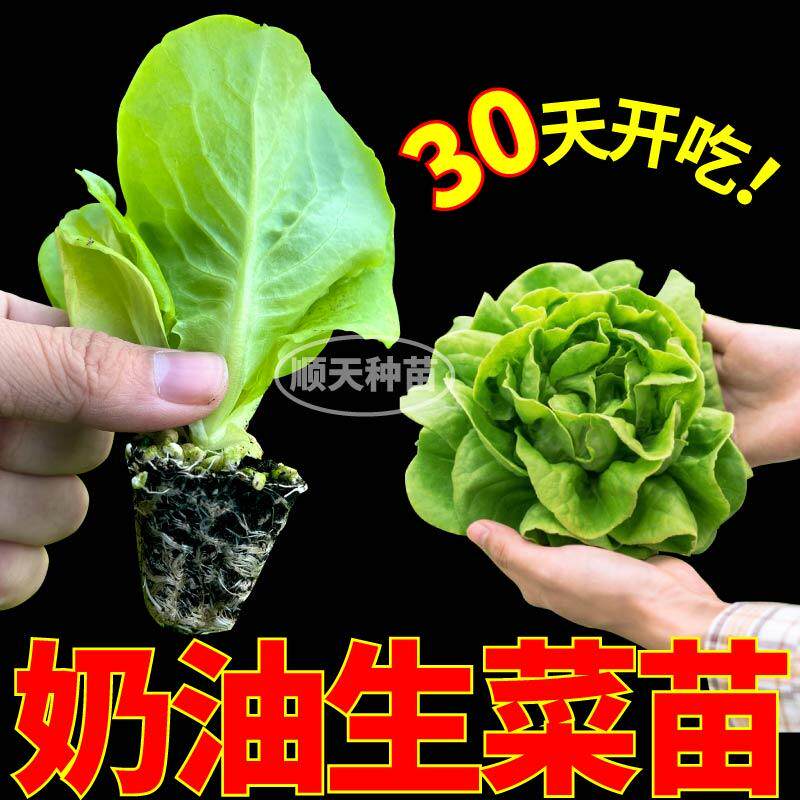 山东寿光甜脆奶油生菜苗秧种子四季高产盆栽阳台大速直立结球蔬菜