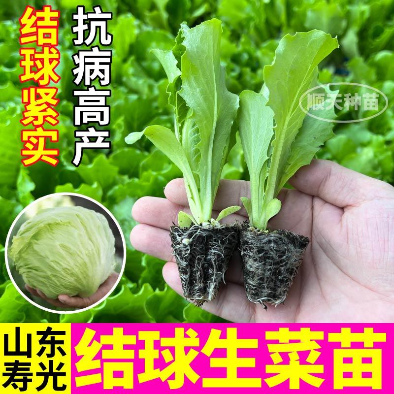 包心紧实结球生菜苗秧蔬菜盆栽小院四季种子籽大速生红皱奶油生菜