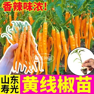 香辣黄线椒苗秧高产黄贡椒辣椒种子四季阳台红小米辣妹子紫线椒