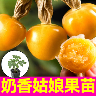 东北正宗奶香姑娘果秧苗大果超甜子黄灯笼果种子菇娘果四季高产