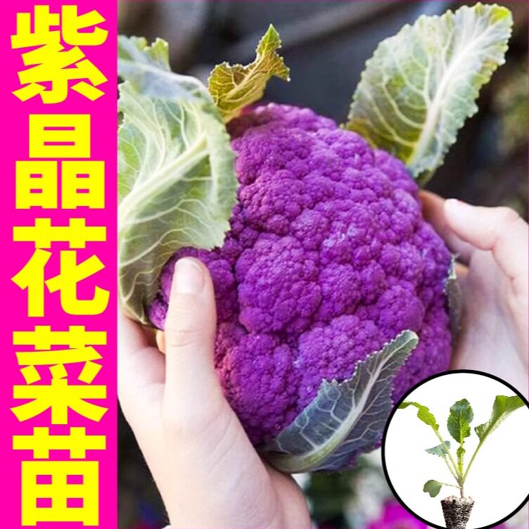 寿光正宗紫色花椰菜秧苗紫晶一号花菜西兰花种子四季盆栽高产抗病