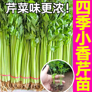 脆嫩四季小香芹菜秧苗幼苗速生带土球味浓鲜美红芹根芹种子阳台籽