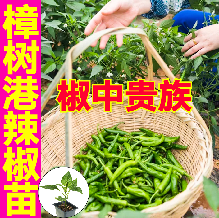 正宗湖南樟树港小辣椒苗秧苗四季盆栽高产蔬菜苗辣妹子美人朝天椒
