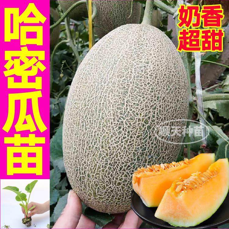 爆甜哈密瓜苗秧南北方新疆网纹瓜春夏阳台小院种植高产香瓜苗种籽