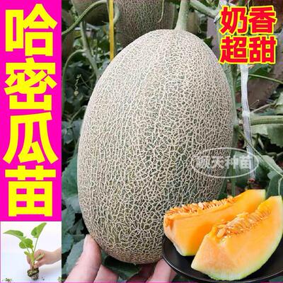 爆甜哈密瓜苗秧南北方新疆网纹瓜春夏阳台小院种植高产香瓜苗种籽