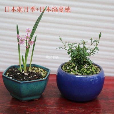 日本姬月季进口百合兰花草包邮