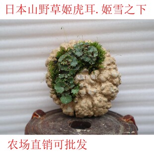 日本山野草姬虎耳草姬雪之下七变化姬月季案头绿植御所车金明竹