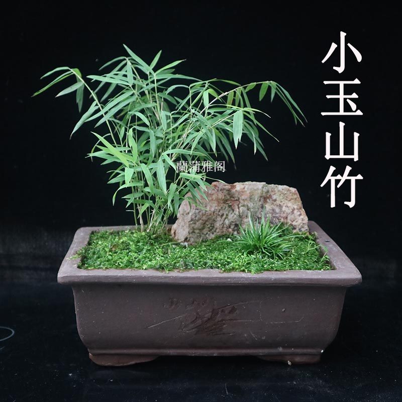 小玉山竹米竹微型竹子茶几凤尾竹
