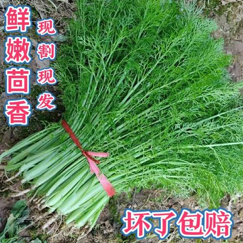 1-44斤装茴香菜新鲜带根露天