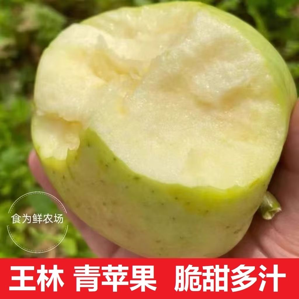 26年新鲜青苹果正宗王林苹果现摘现发酸甜多汁孕妇河北王林5斤/箱