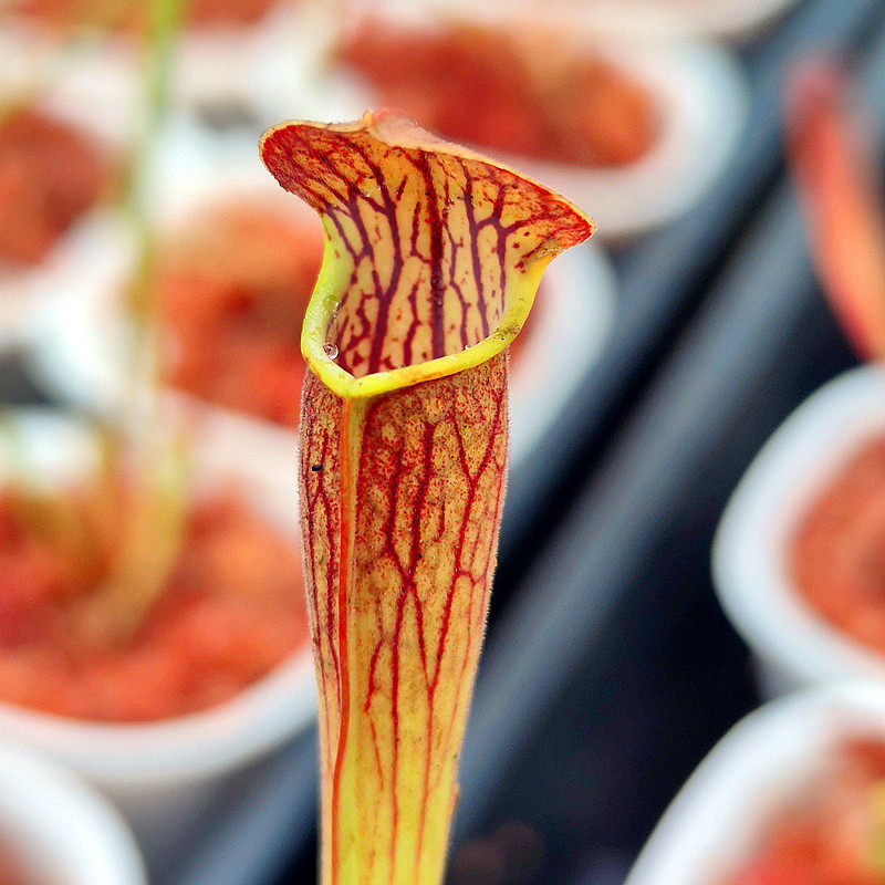 红色黑管白瓶子草高端食虫植物翼状瓶子草稀有食虫草食人花奇异