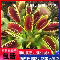 食蟲草捕蠅草豬籠草捕蟲趣味盆栽