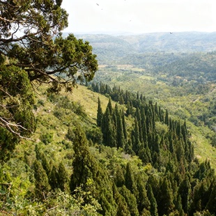 成都香粉纯天然藏香天然柏子香柏木粉熏香烟供柏树粉柏枝粉柏木香