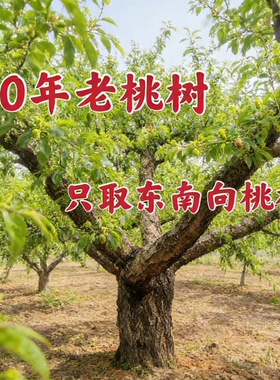 天然桃木枝祈福装饰摆件