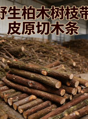 成都野生柏木干枝装饰摆件