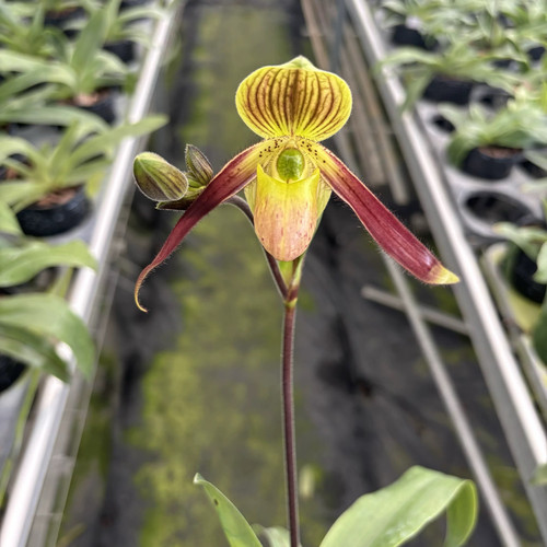 赤野集 Paph.Shireen喜临兜兰  杂交多花系苍叶x菲律宾兜兰