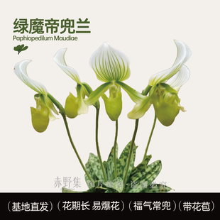 赤野集小众绿魔帝兜兰 绿花红花 兜兰 养兰花 花期很长带花苞室内