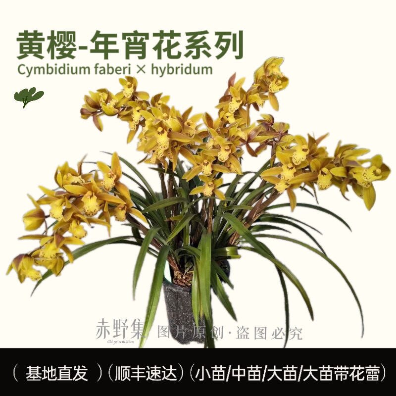 赤野集杂交兰-黄樱 一杆多花花香好看年宵花室内办公室阳台花卉